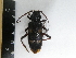  (Semanotus japonicus - 19TBK-056)  @11 [ ] Copyright (2019) Komine Yukio Tokyo National Research Institute for Cultural Properties