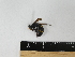  (Orancistrocerus drewseni - 19TBK-059)  @11 [ ] c (2021) Komine Yukio Tokyo National Research Institute for Cultural Properties