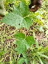  (Ipomoea dichroa - CDI-DW4319)  @11 [ ] Attribution Non-Commercial Share-Alike (2023) yao83konan@gmail.com Institut Botanique Ake-Assi d Andokoi