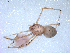  (Scytodes cogu - BIOUG01979-A03)  @13 [ ] Copyright  G. Blagoev 2012 Unspecified