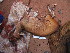  (Cephalophus ogilbyi - FR07)  @12 [ ] Copyright  S. Touladjan, 2006 Unspecified