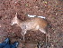  (Cephalophinae - OK18)  @13 [ ] Copyright  S. Touladjan, 2006 Unspecified