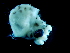  ( - Octopus vulgaris_S20PAN)  @13 [ ] CreativeCommons - Attribution Non-Commercial Share-Alike (2011) Alvaro Roura Instituto de Investigaciones Marinas