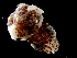  ( - Sepiolidae_S14PAN)  @12 [ ] CreativeCommons - Attribution Non-Commercial Share-Alike (2011) Alvaro Roura Instituto de Investigaciones Marinas