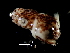  ( - Sepiolidae_S14PAN)  @12 [ ] CreativeCommons - Attribution Non-Commercial Share-Alike (2011) Alvaro Roura Instituto de Investigaciones Marinas