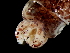  ( - Sepiolidae_S20PAN)  @12 [ ] CreativeCommons - Attribution Non-Commercial Share-Alike (2011) Alvaro Roura Instituto de Investigaciones Marinas