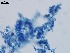  ( - Metarhizium brunneum 005)  @11 [ ] CreativeCommons  Attribution Non-Commercial Share-Alike (2018) Julieta Tornesello G. Cepave, La Plata, Bs As, Argentina