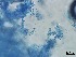  ( - Beauveria bassiana 074)  @11 [ ] CreativeCommons  Attribution Non-Commercial Share-Alike (2018) Julieta Tornesello G. Cepave, La Plata, Bs As, Argentina