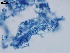  ( - Metarhizium anisopliae 076)  @11 [ ] CreativeCommons  Attribution Non-Commercial Share-Alike (2018) Julieta Tornesello G. Cepave, La Plata, Bs As, Argentina