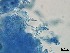  ( - Beauveria bassiana 322)  @11 [ ] CreativeCommons  Attribution Non-Commercial Share-Alike (2018) Julieta Tornesello G. Cepave, La Plata, Bs As, Argentina