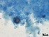  ( - Beauveria bassiana 333)  @11 [ ] CreativeCommons  Attribution Non-Commercial Share-Alike (2018) Julieta Tornesello G. Cepave, La Plata, Bs As, Argentina