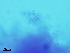  ( - Isaria aff tenuipes 566)  @11 [ ] CreativeCommons  Attribution Non-Commercial Share-Alike (2018) Julieta Tornesello G. Cepave, La Plata, Bs As, Argentina