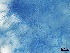  ( - Beauveria bassiana 571)  @11 [ ] CreativeCommons  Attribution Non-Commercial Share-Alike (2018) Julieta Tornesello G. Cepave, La Plata, Bs As, Argentina