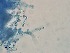  ( - Beauveria bassiana 573)  @11 [ ] CreativeCommons  Attribution Non-Commercial Share-Alike (2018) Julieta Tornesello G. Cepave, La Plata, Bs As, Argentina