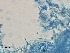  ( - Beauveria bassiana 588)  @11 [ ] CreativeCommons  Attribution Non-Commercial Share-Alike (2018) Julieta Tornesello G. Cepave, La Plata, Bs As, Argentina