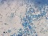  ( - Beauveria bassiana 606)  @11 [ ] CreativeCommons  Attribution Non-Commercial Share-Alike (2018) Julieta Tornesello G. Cepave, La Plata, Bs As, Argentina