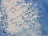  ( - Beauveria bassiana 607)  @11 [ ] CreativeCommons  Attribution Non-Commercial Share-Alike (2018) Julieta Tornesello G. Cepave, La Plata, Bs As, Argentina
