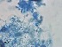  ( - Beauveria bassiana 698)  @11 [ ] CreativeCommons  Attribution Non-Commercial Share-Alike (2018) Julieta Tornesello G. Cepave, La Plata, Bs As, Argentina