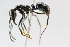  (Neoponera - MEPN_3941)  @15 [ ] CreativeCommons - Attribution (2014) Adrian Troya MEPN