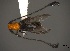  (Coleomethia crinicornis - CER-024)  @13 [ ] Unspecified (default): All Rights Reserved  Unspecified Unspecified