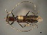  (Psyrassa megalops - CER-053)  @11 [ ] Unspecified (default): All Rights Reserved  Unspecified Unspecified