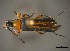  (Nemognathomimus opacipennis - CER-072)  @14 [ ] Unspecified (default): All Rights Reserved  Unspecified Unspecified