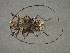  (Atrypanius - CER-136)  @13 [ ] Unspecified (default): All Rights Reserved  Unspecified Unspecified