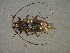  (Baryssinus - CER-138)  @14 [ ] Unspecified (default): All Rights Reserved  Unspecified Unspecified