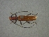  (Psyrassa nigricornis - CER-189)  @13 [ ] Unspecified (default): All Rights Reserved  Unspecified Unspecified