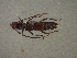  (Psyrassa nigroaena - CER-190)  @12 [ ] Unspecified (default): All Rights Reserved  Unspecified Unspecified