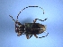  (Eutrichillus - CER-224)  @13 [ ] Unspecified (default): All Rights Reserved  Unspecified Unspecified