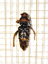  ( - 89959)  @11 [ ] CreativeCommons - Attribution Share-Alike (2022) Unspecified Institut National de la Recherche Agronomique, Zoologie Forestiere