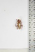  ( - BC-TB5068)  @11 [ ] Copyright (2010) Unspecified Research Collection of Thierry Bouyer