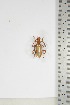  ( - BC-TB5071)  @11 [ ] Copyright (2010) Unspecified Research Collection of Thierry Bouyer