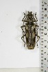  (Pachydissus titan - BC-TB5086)  @13 [ ] Copyright (2010) Unspecified Research Collection of Thierry Bouyer
