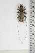  (Pachydissus vicarius - BC-TB5090)  @11 [ ] Copyright (2010) Unspecified Research Collection of Thierry Bouyer