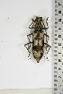  ( - BC-TB5093)  @11 [ ] Copyright (2010) Unspecified Research Collection of Thierry Bouyer