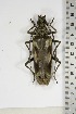  (Pachydissus regius - BC-TB5094)  @14 [ ] Copyright (2010) Unspecified Research Collection of Thierry Bouyer