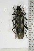  ( - BC-TB5095)  @11 [ ] Copyright (2010) Unspecified Research Collection of Thierry Bouyer