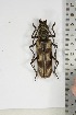  ( - BC-TB5097)  @11 [ ] Copyright (2010) Unspecified Research Collection of Thierry Bouyer