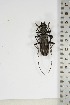  ( - BC-TB5098)  @11 [ ] Copyright (2010) Unspecified Research Collection of Thierry Bouyer