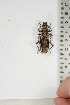  ( - BC-TB5099)  @11 [ ] Copyright (2010) Unspecified Research Collection of Thierry Bouyer