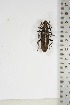  (Pachydissus natalensis - BC-TB5100)  @11 [ ] Copyright (2010) Unspecified Research Collection of Thierry Bouyer