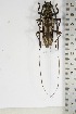  ( - BC-TB5101)  @11 [ ] Copyright (2010) Unspecified Research Collection of Thierry Bouyer