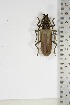  (Pachydissus garnieri - BC-TB5103)  @13 [ ] Copyright (2010) Unspecified Research Collection of Thierry Bouyer