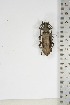  (Pachydissus philemon - BC-TB5104)  @11 [ ] Copyright (2010) Unspecified Research Collection of Thierry Bouyer