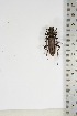  (Pachydissus aquilus - BC-TB5105)  @11 [ ] Copyright (2010) Unspecified Research Collection of Thierry Bouyer