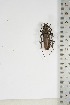  ( - BC-TB5106)  @11 [ ] Copyright (2010) Unspecified Research Collection of Thierry Bouyer
