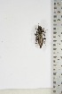  (Pachydissus curvivittatus - BC-TB5111)  @11 [ ] Copyright (2010) Unspecified Research Collection of Thierry Bouyer