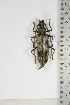  (Pachydissus sp - BC-TB5112)  @11 [ ] Copyright (2010) Unspecified Research Collection of Thierry Bouyer